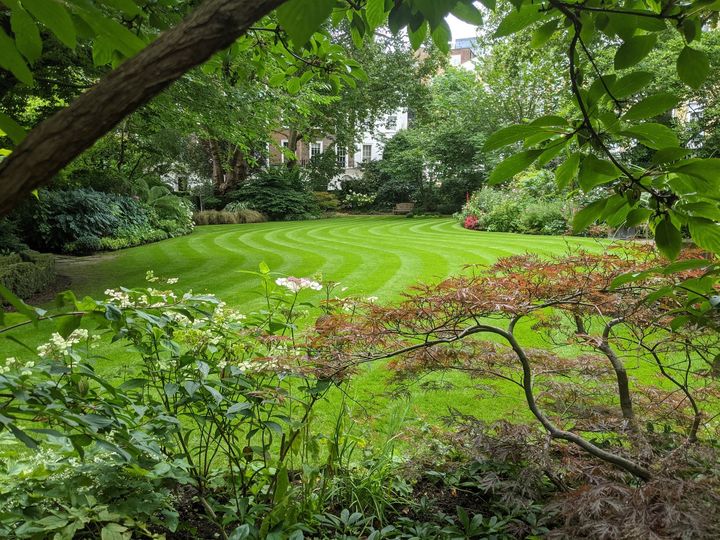 Manicured lawn and mature plants