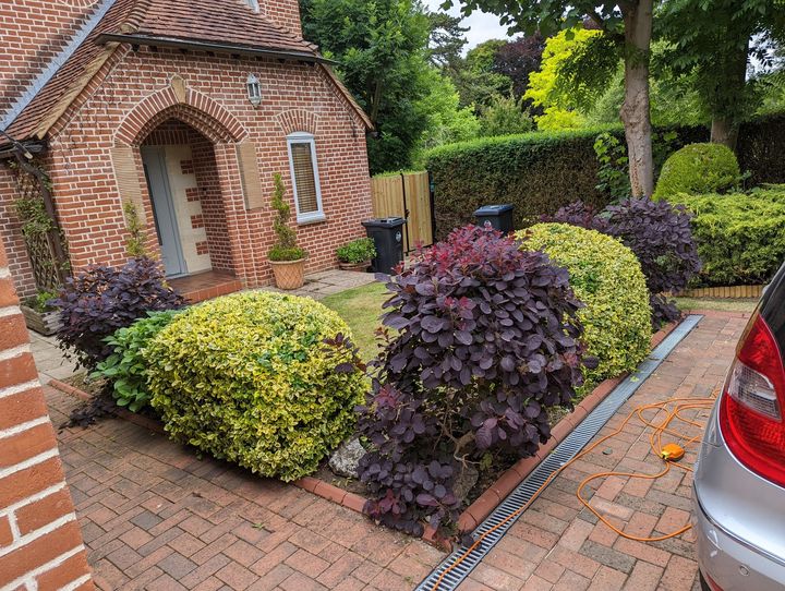 Small residential garden at front of house with shaped and pruned hedges