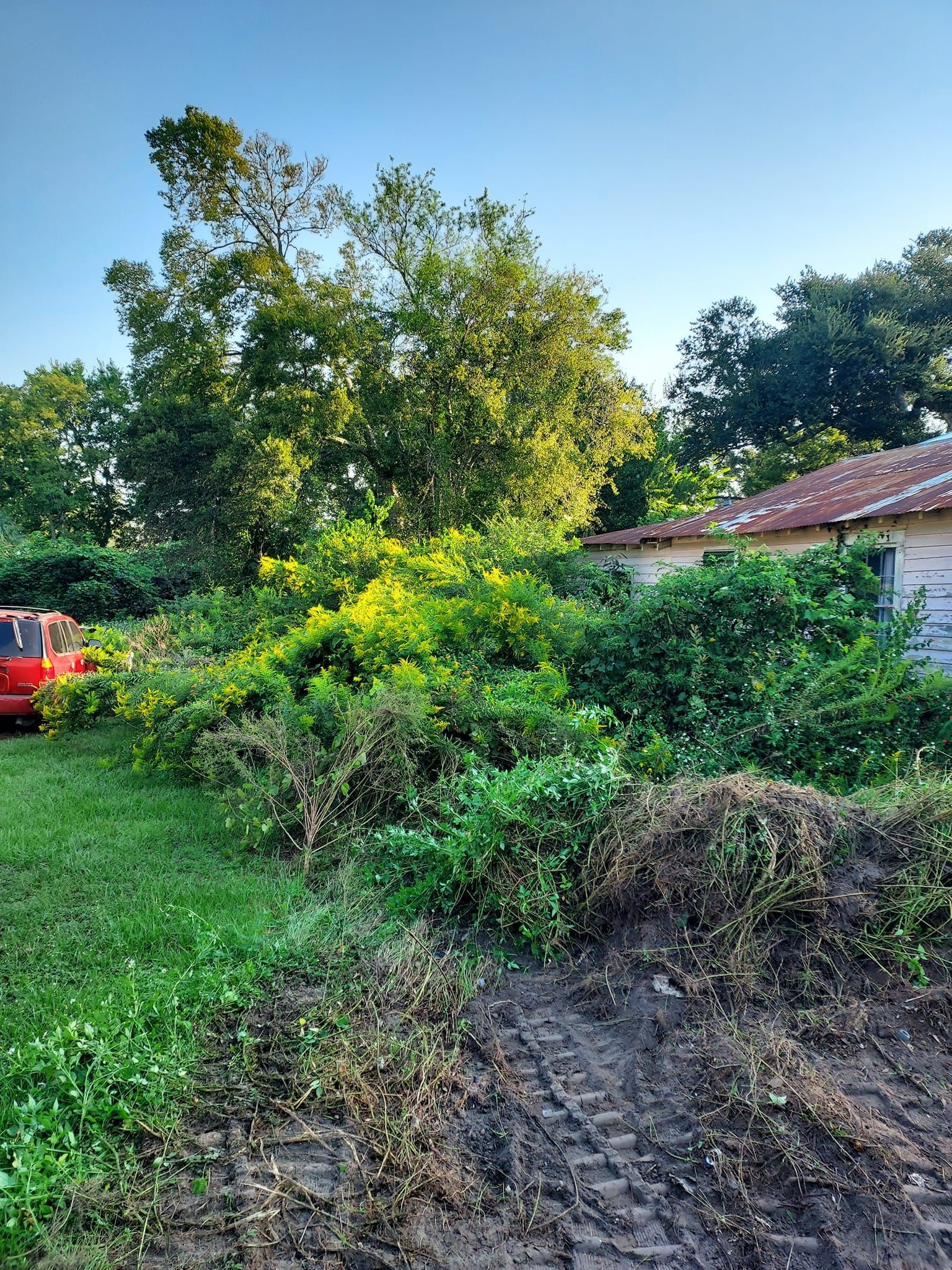 Overgrown yard with green foliage, trees, and a red vehicle near a house with a metal roof.