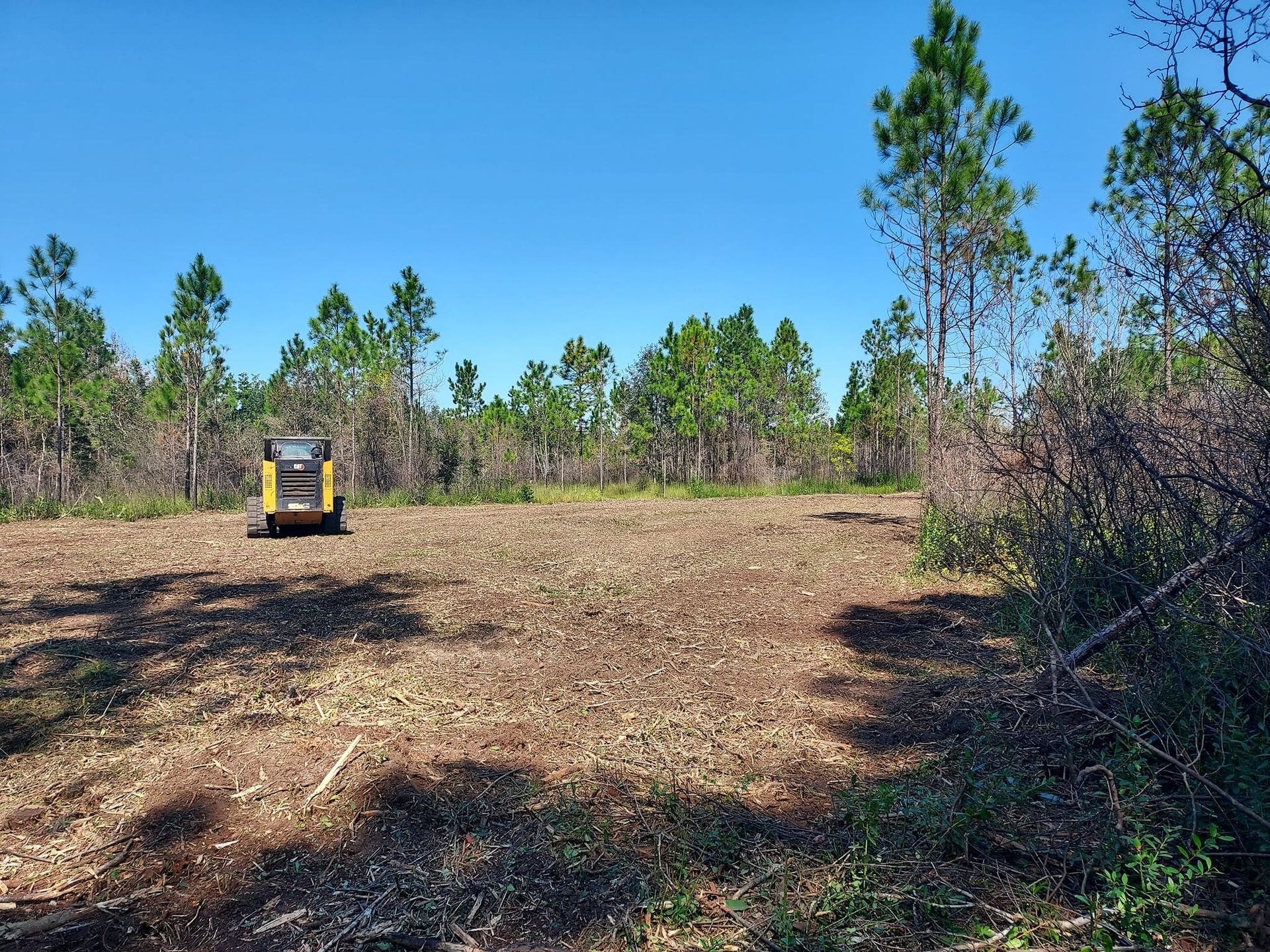 Skid steer mulching a cleared area within a pine forest, under a bright blue sky.
