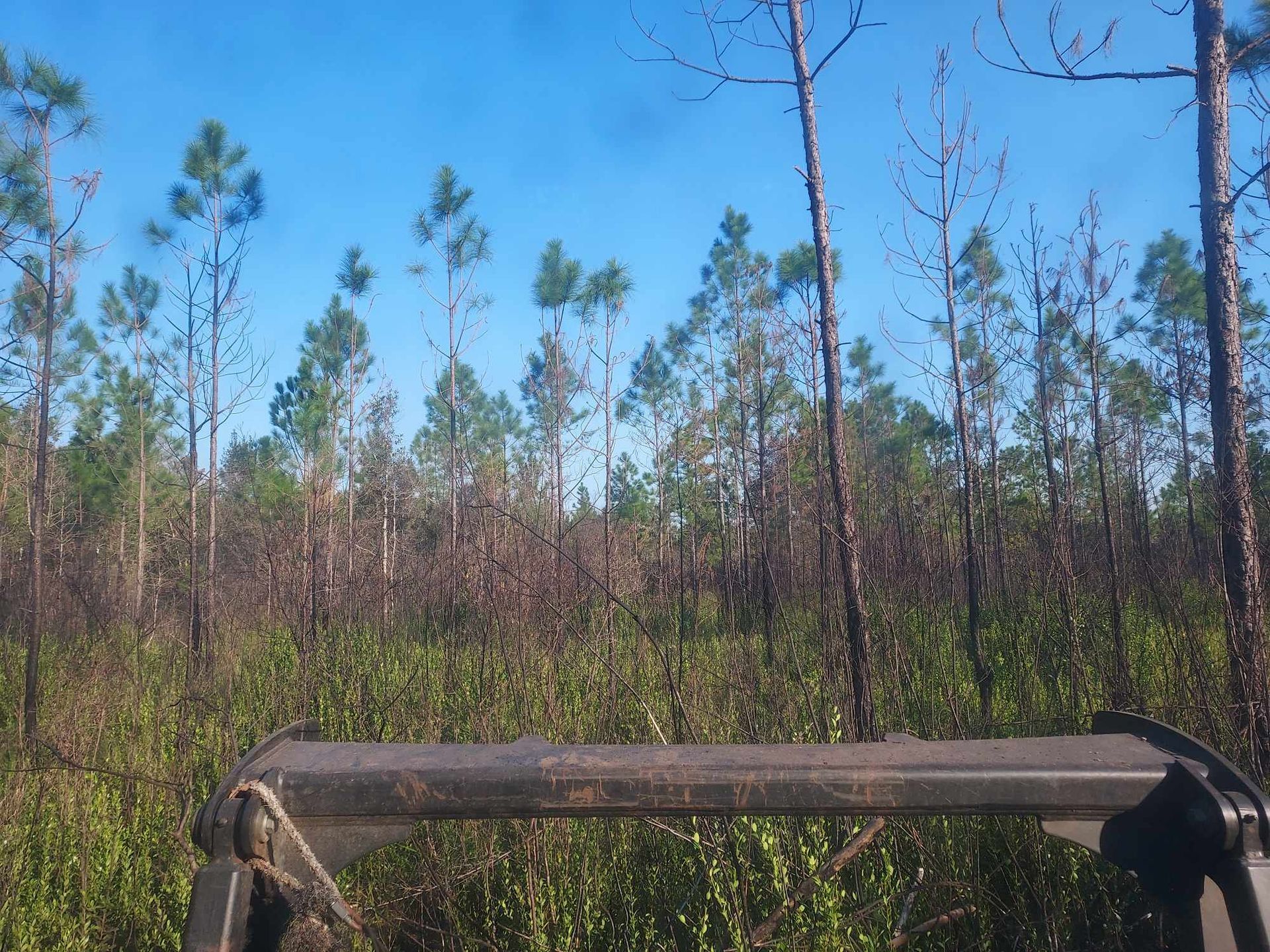Tall pines with green tops against a blue sky, viewed over the top of a machine in a field.