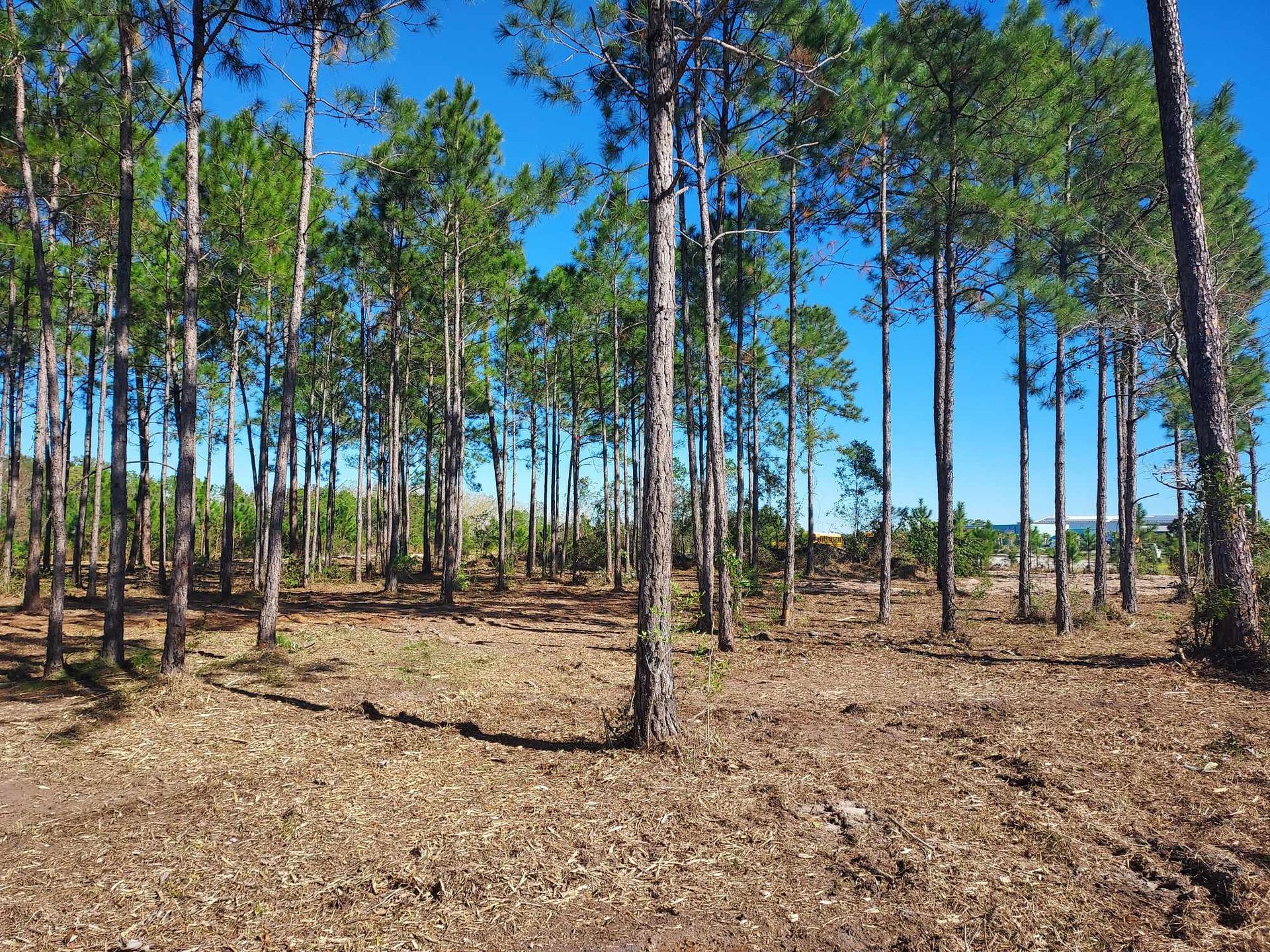 A pine forest with brown ground and tall, green trees under a bright blue sky.