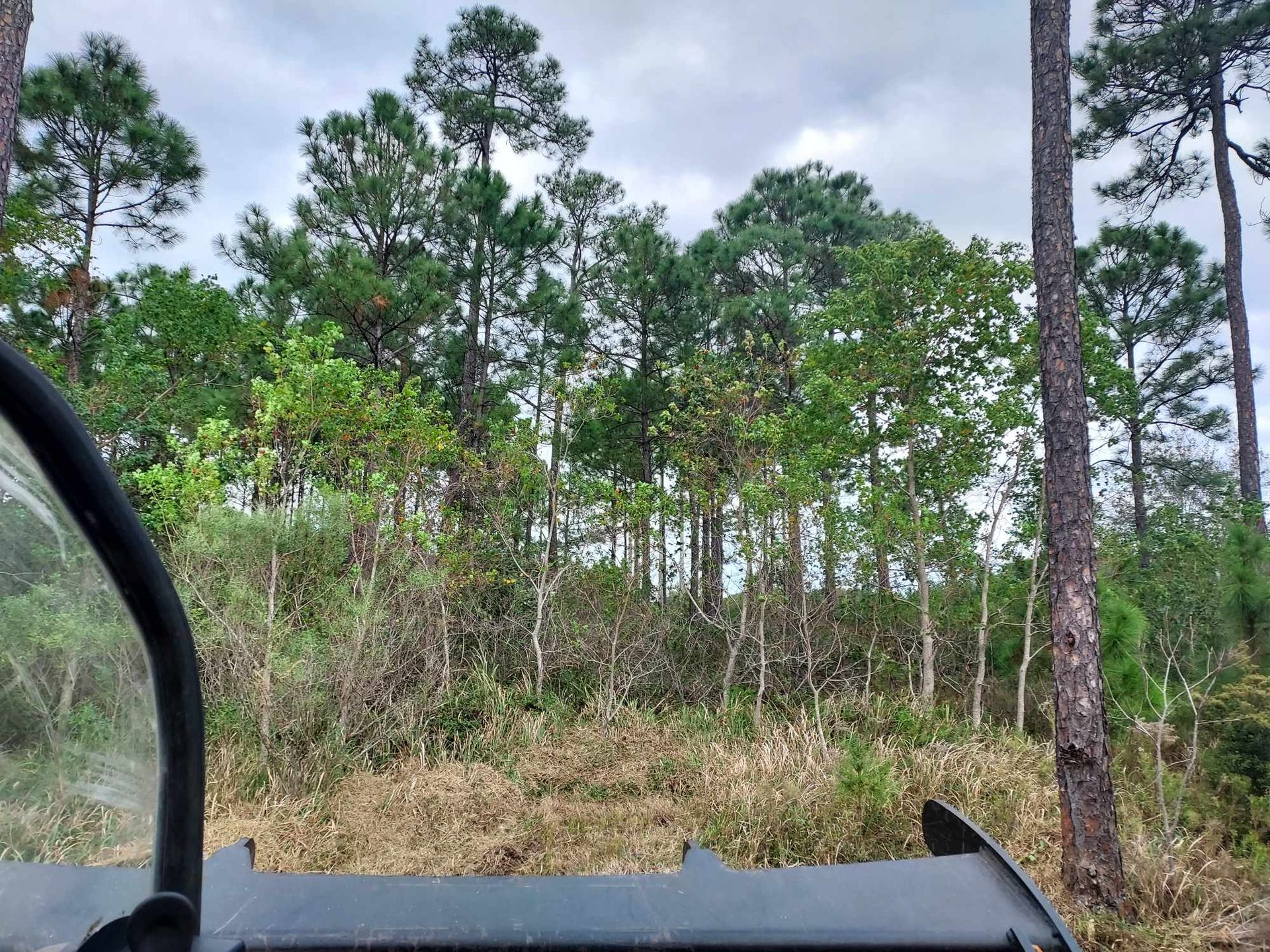 View from a vehicle; trees and brush on a cloudy day.