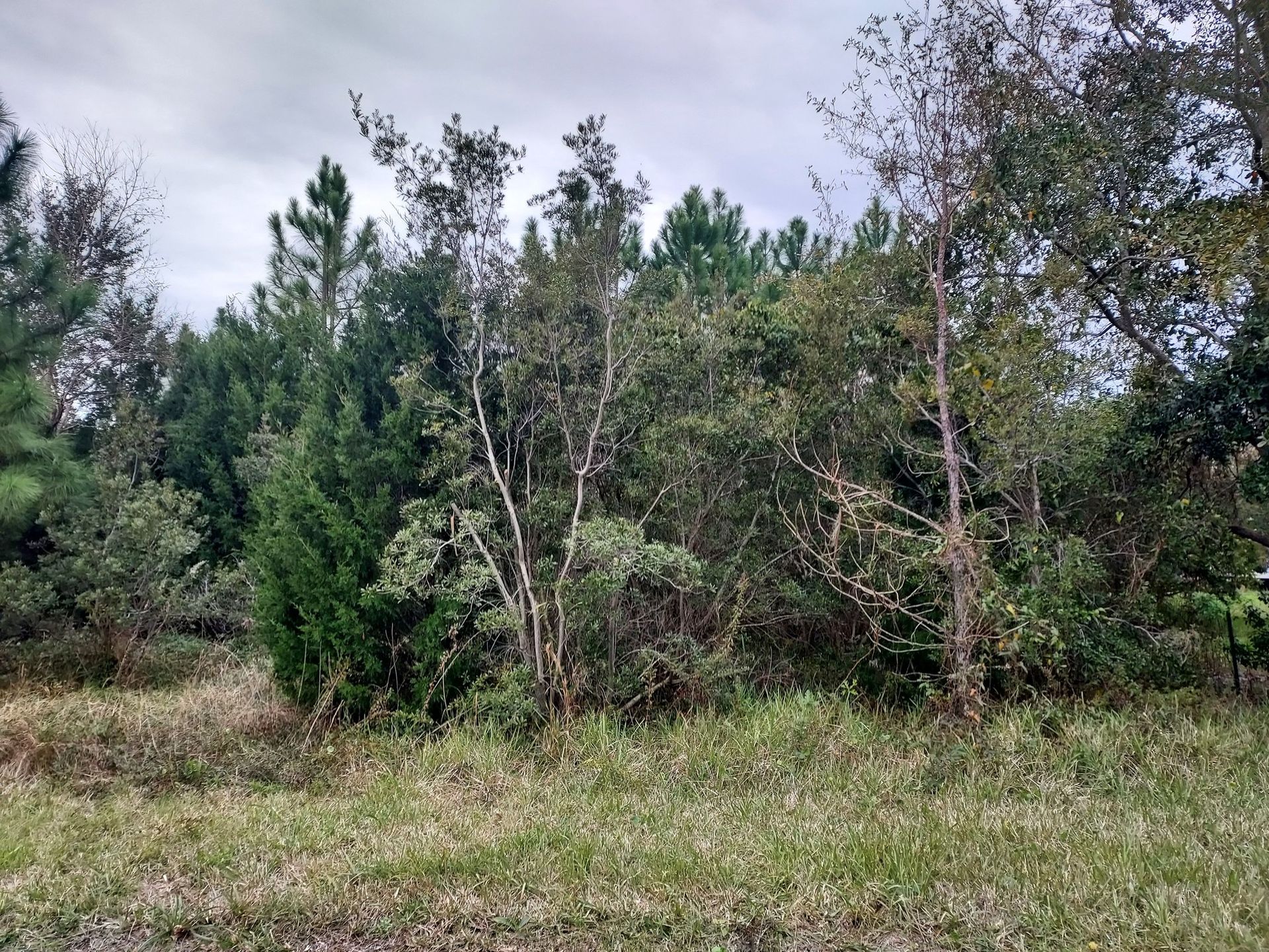 Grassy field with trees in background under overcast sky.