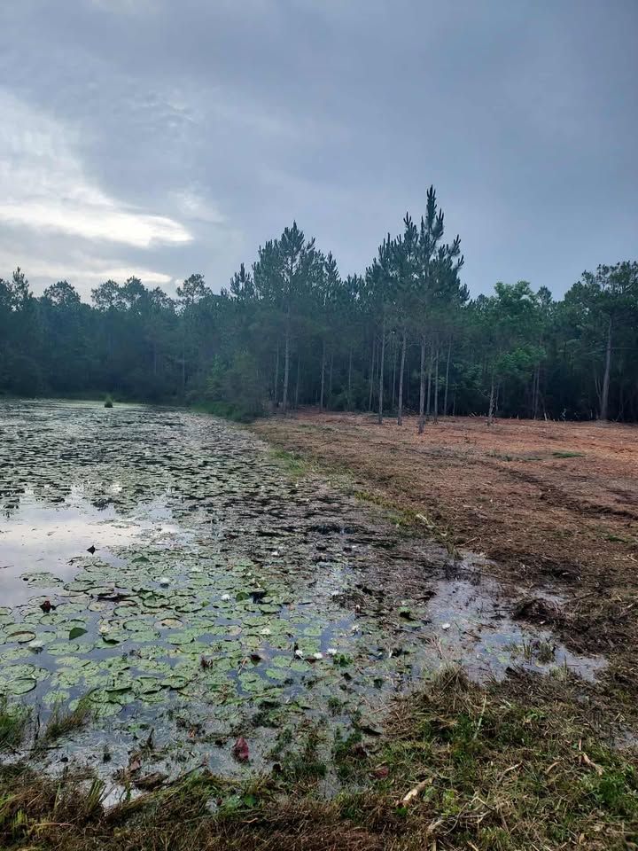 Pond with lily pads on the left, dry land on the right, with a dark forest in the background under a cloudy sky.