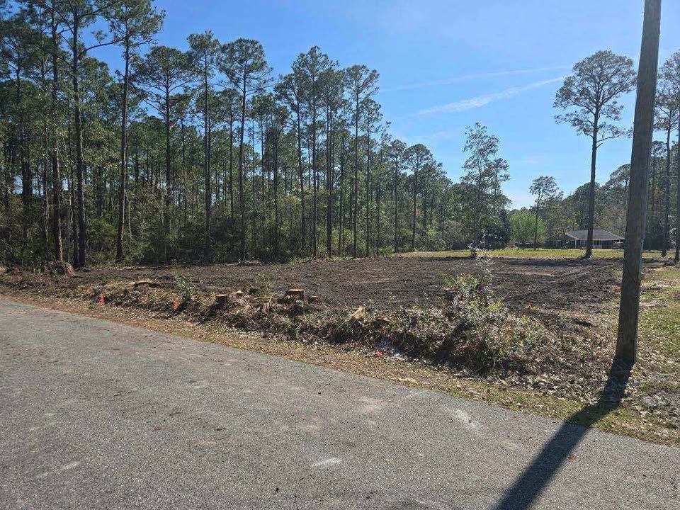 Cleared lot adjacent to a road, bordered by pine trees under a blue sky.