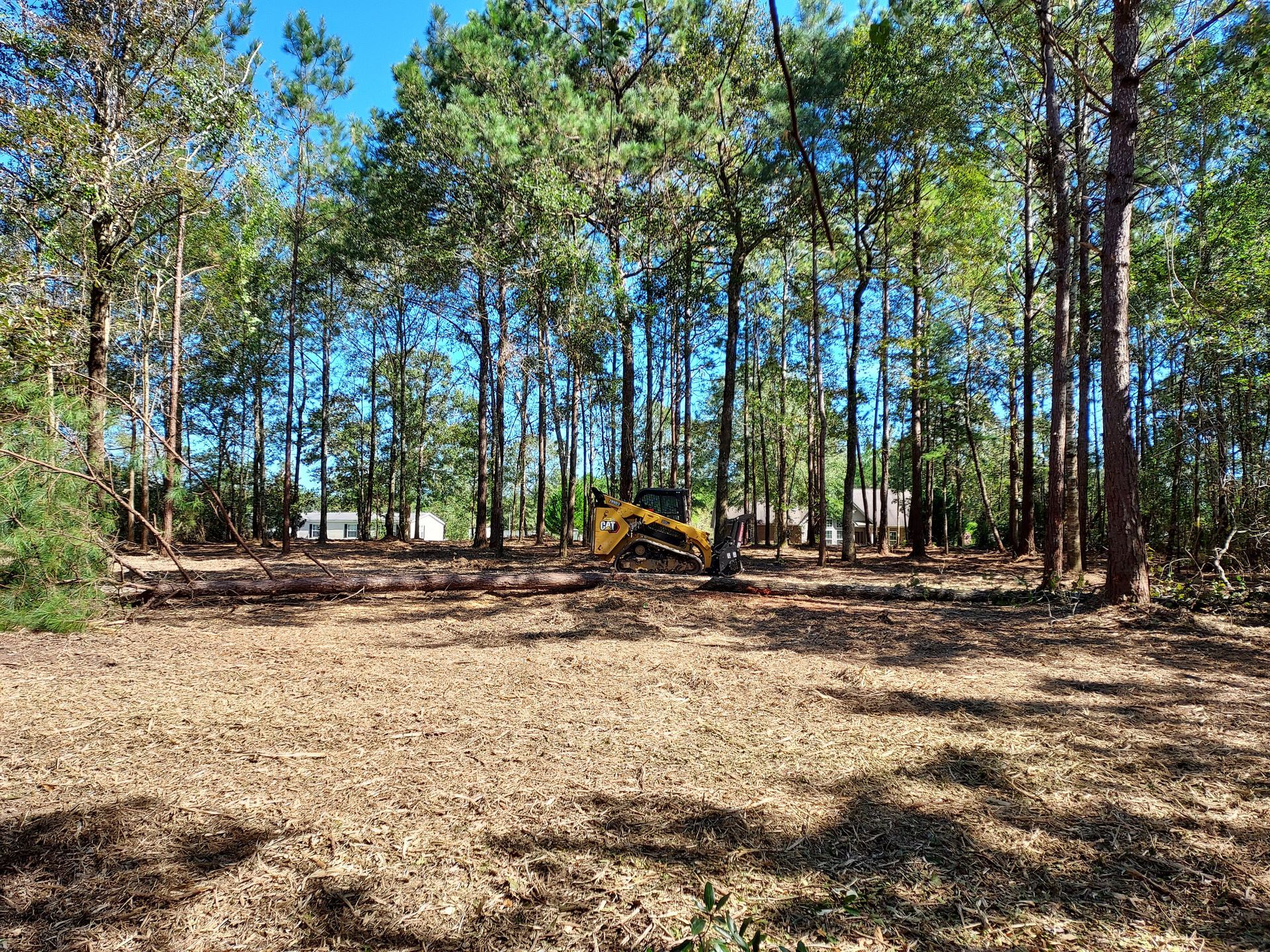 Clearing land: A yellow skid steer in a forest, clearing debris, under tall green trees.