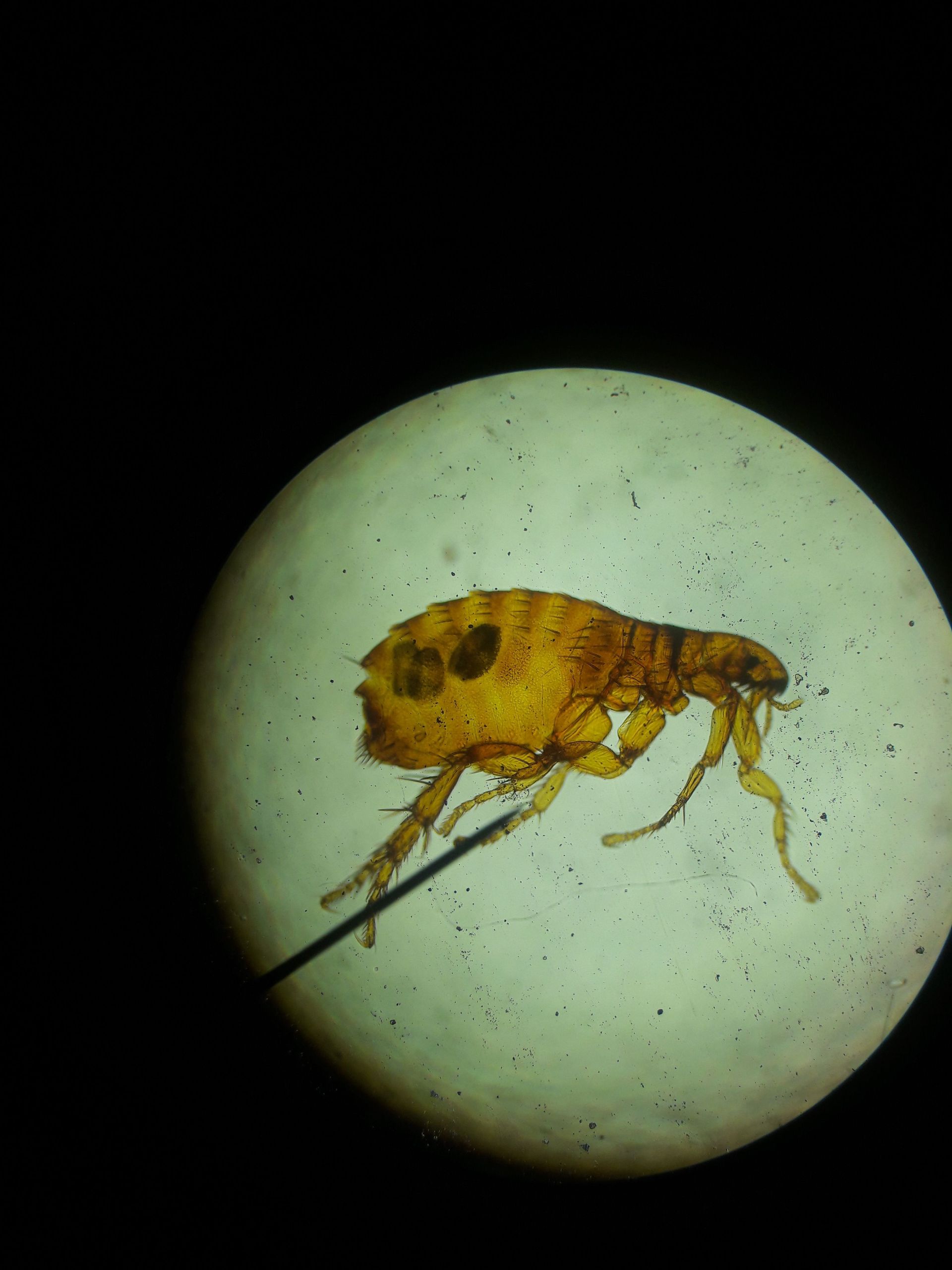 Close-up of a small yellow-brown insect pinned under a microscope on a white circular background