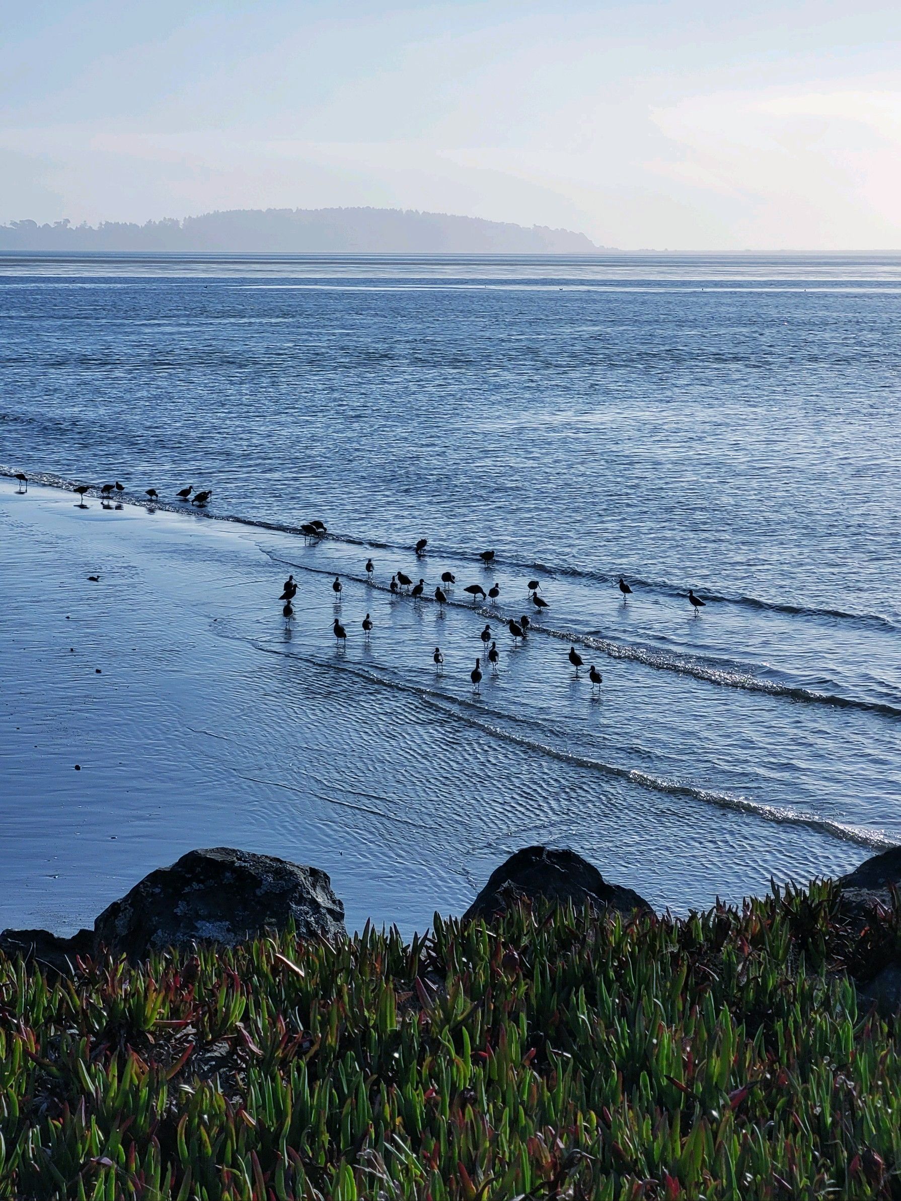 An aerial view of a lush green forest with lots of trees.