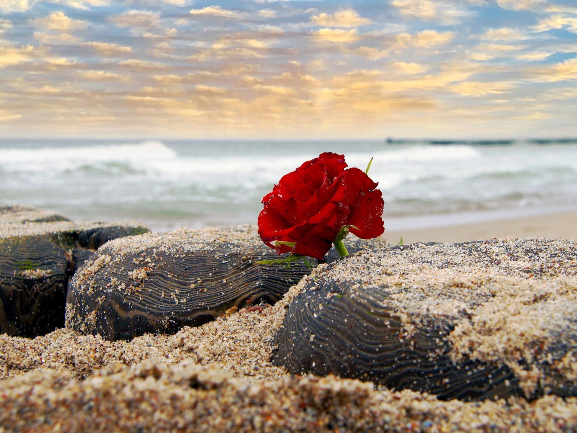 Rote Rose am Strand