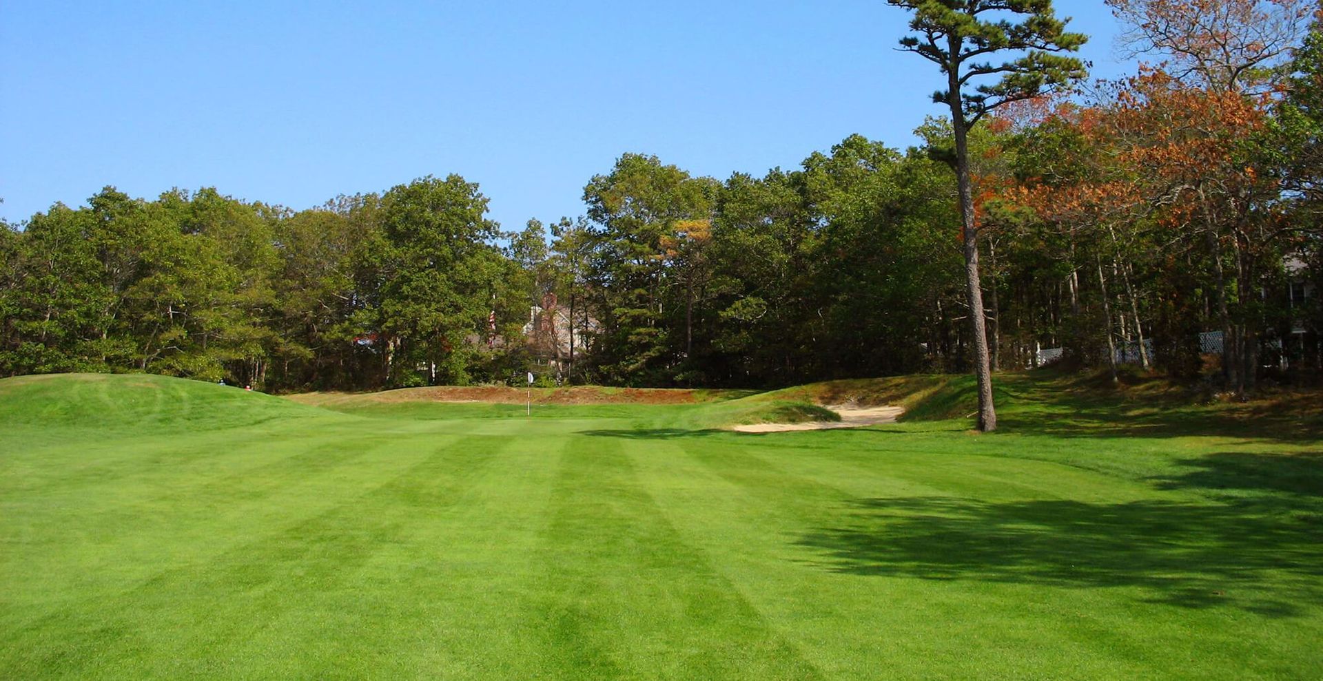 A lush green field with trees in the background on a sunny day.