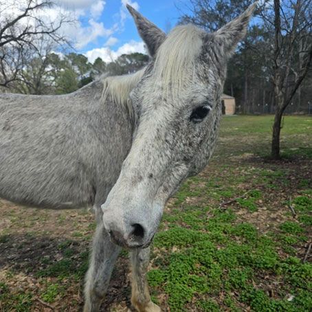 Horse in field