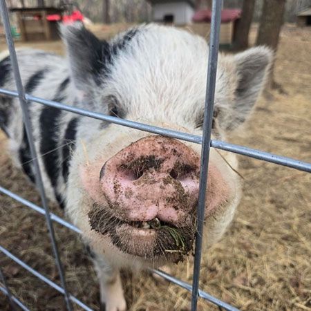 Pig at Mad Hatter Farm in Harlem, GA