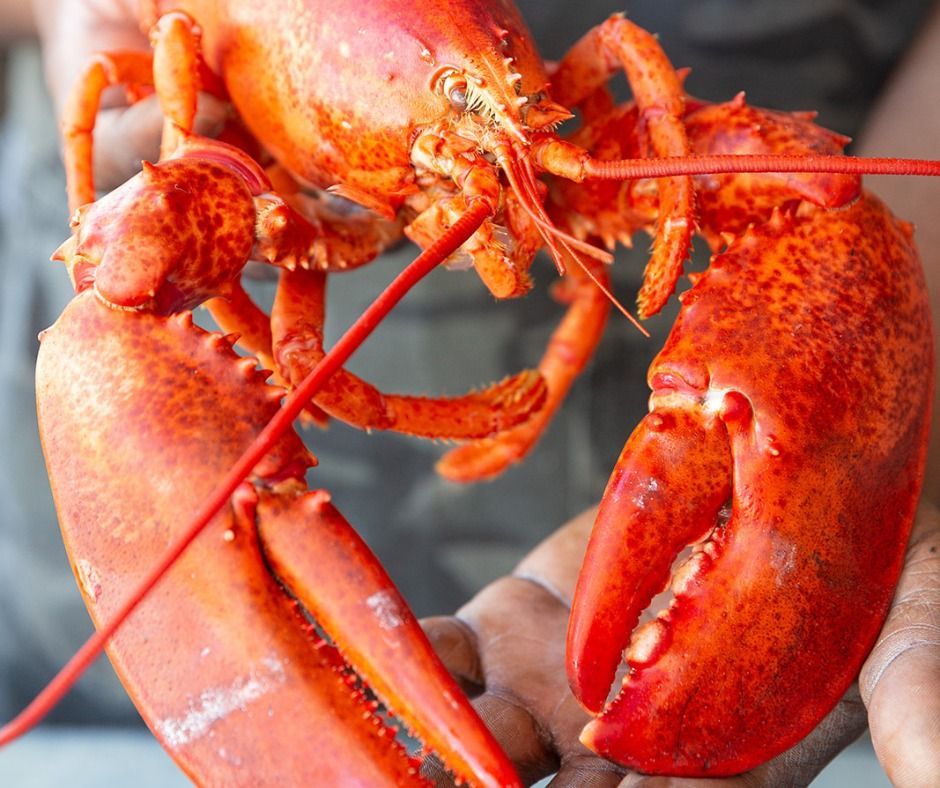 A person is holding two lobsters in their hands