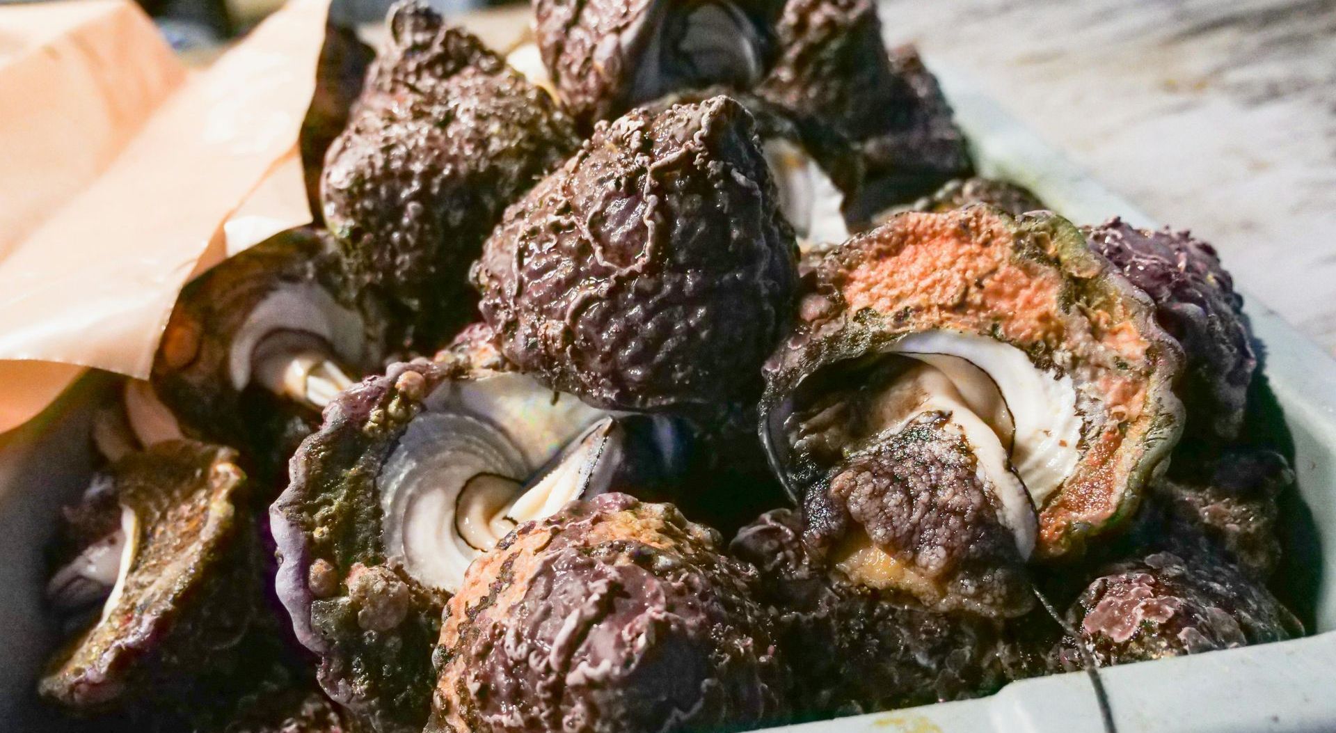 Oysters Oysters