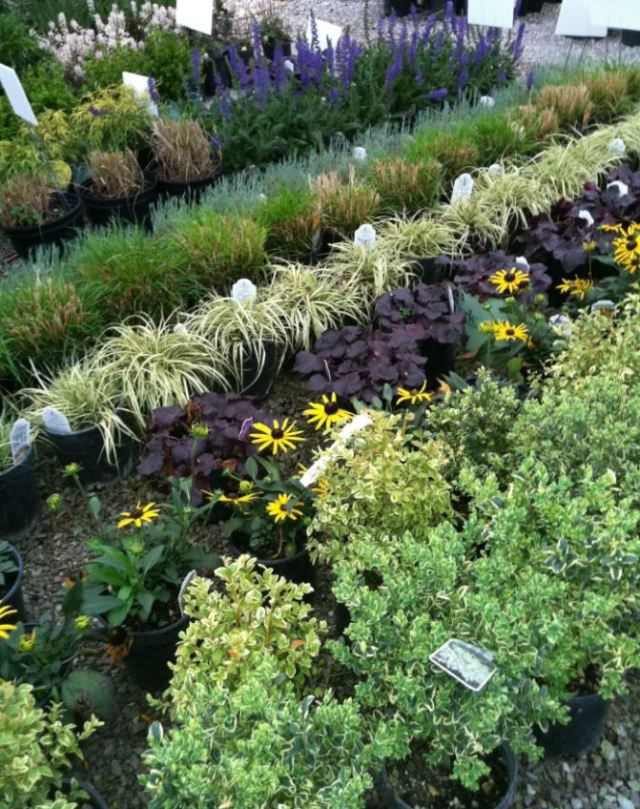 Glynn Young's Landscaping & Nursery Center