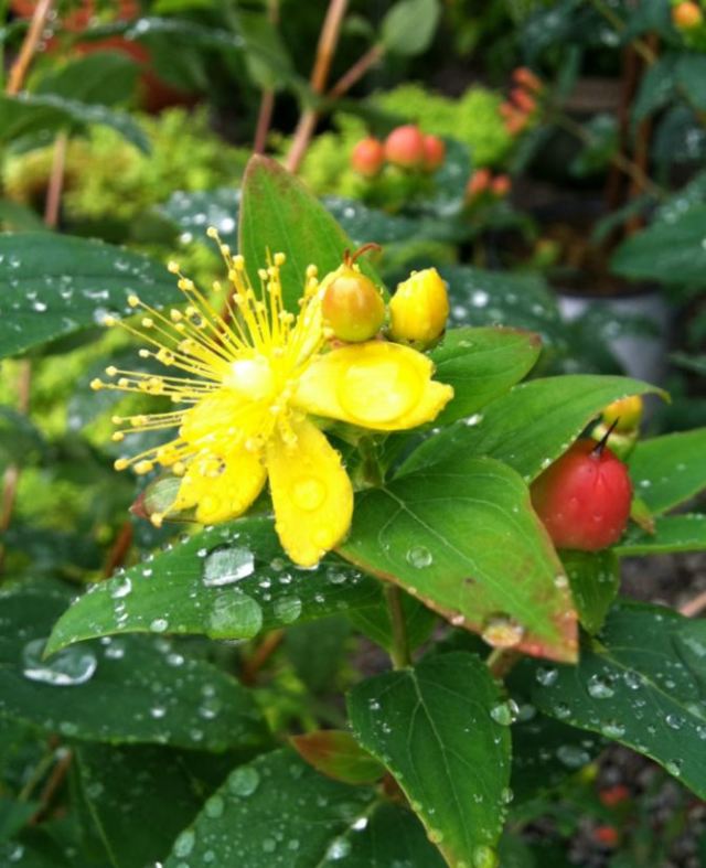 Glynn Young's Landscaping & Nursery Center
