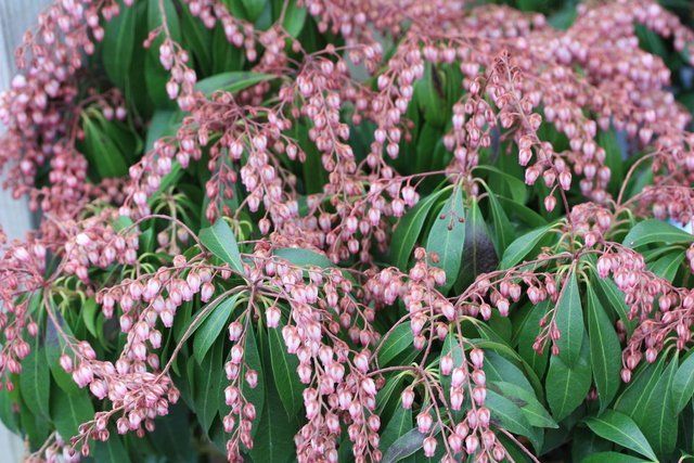 Glynn Young's Landscaping & Nursery Center