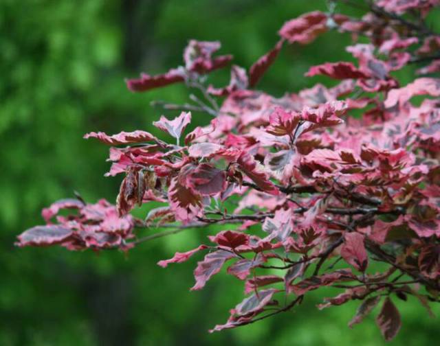 Glynn Young's Landscaping & Nursery Center