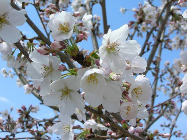Glynn Young's Landscaping & Nursery Center