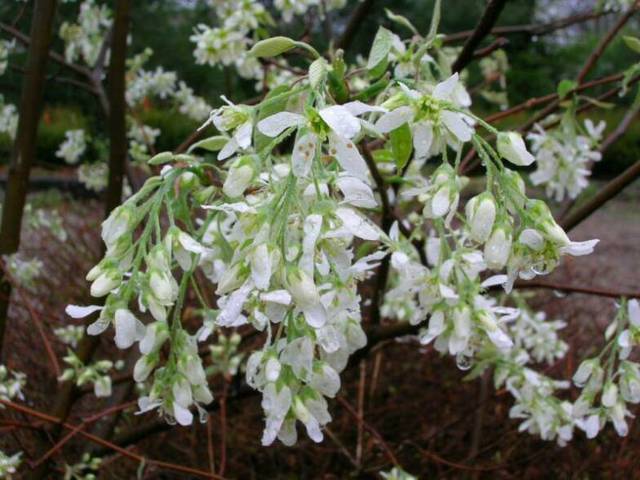 Glynn Young's Landscaping & Nursery Center