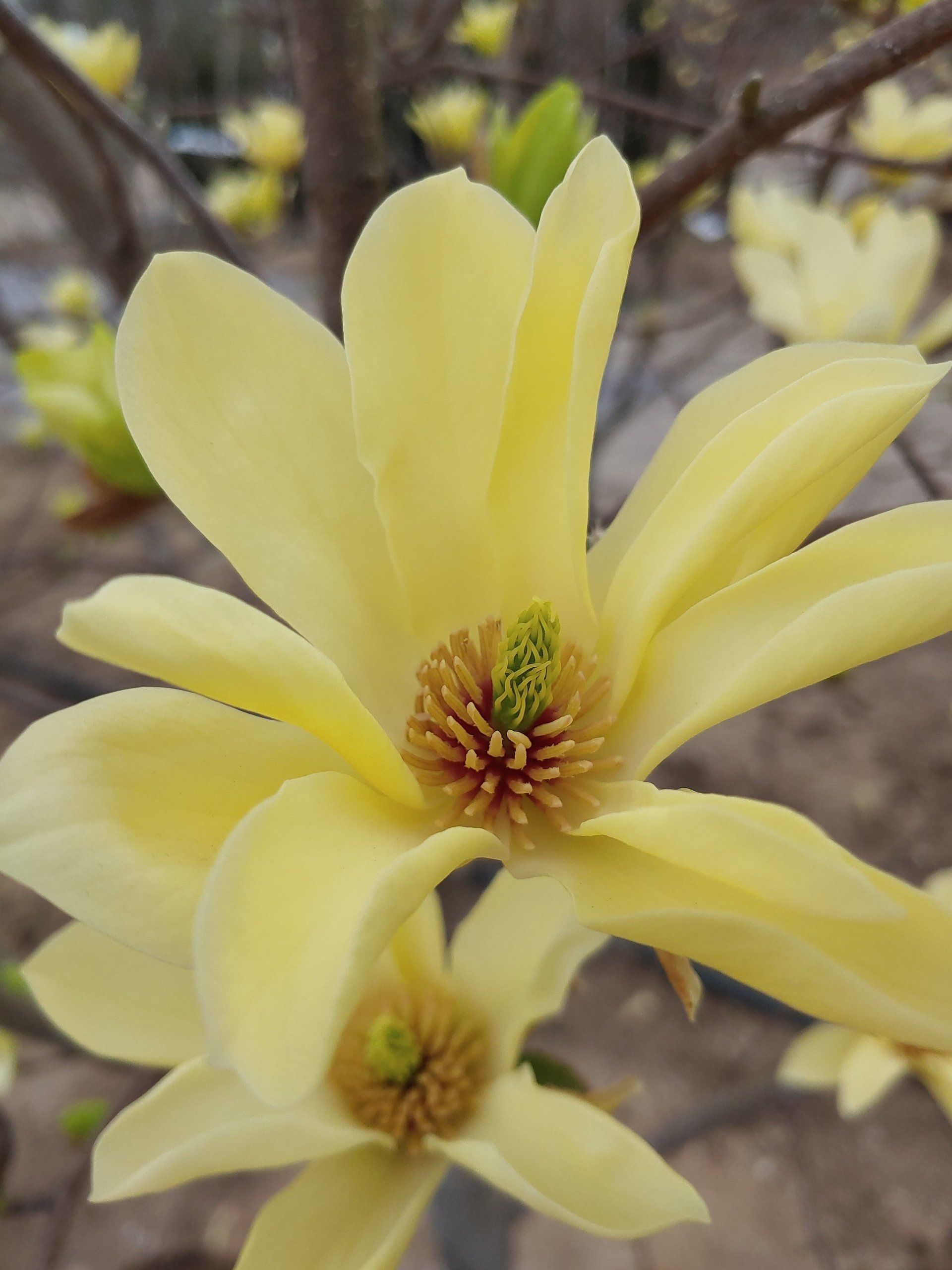 Glynn Young's Landscaping & Nursery Center