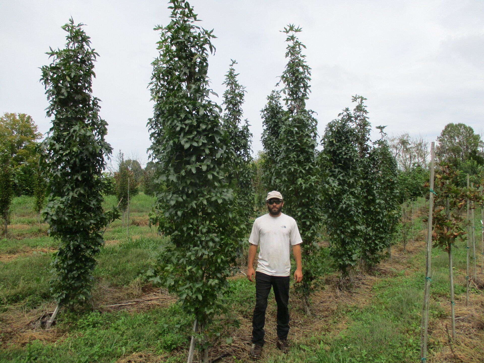 Tree Farm Nicholasville, KY Glynn Young's Landscaping and Nursery