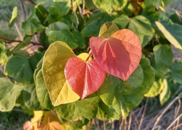 Glynn Young's Landscaping & Nursery Center