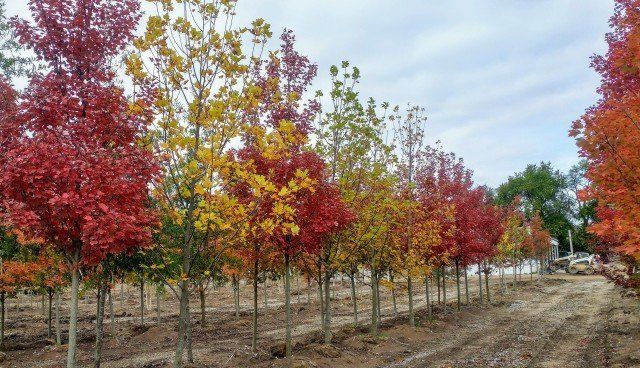 Glynn Young's Landscaping & Nursery Center
