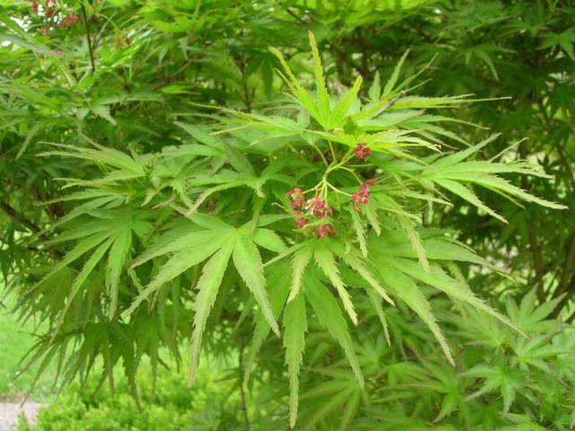 Glynn Young's Landscaping & Nursery Center