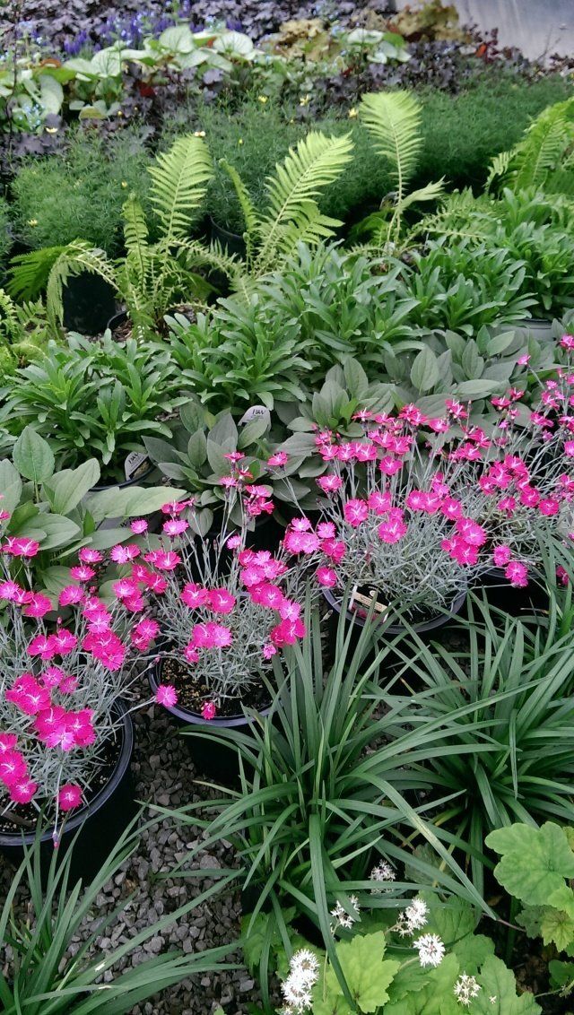 Glynn Young's Landscaping & Nursery Center