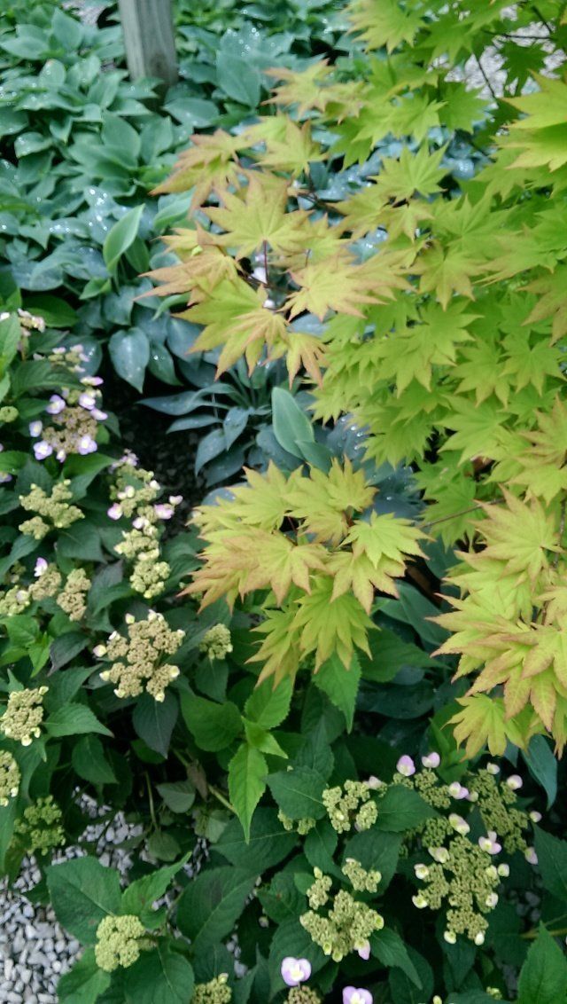 Glynn Young's Landscaping & Nursery Center