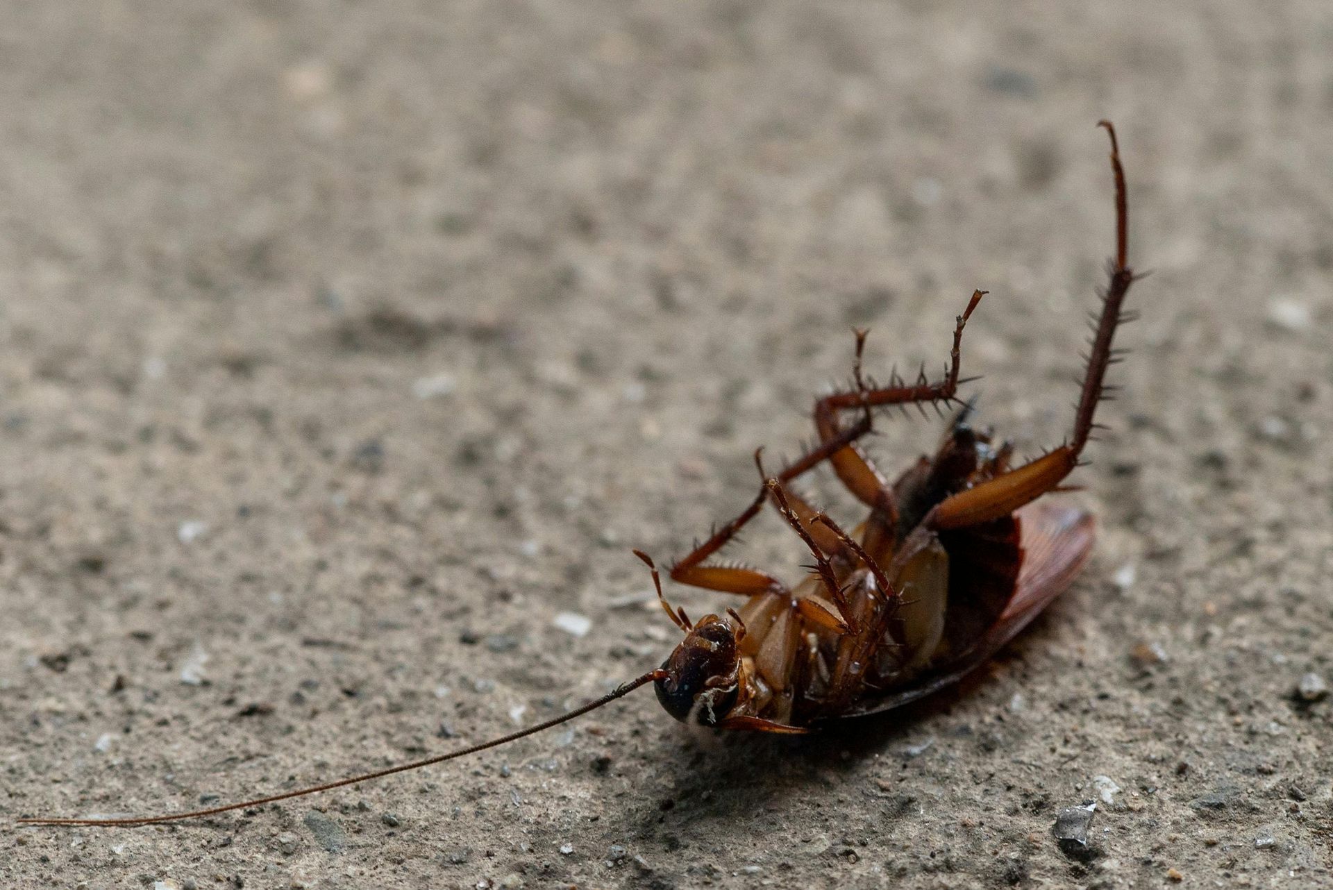 Dead cockroach on its back on rough pavement, legs curled up.