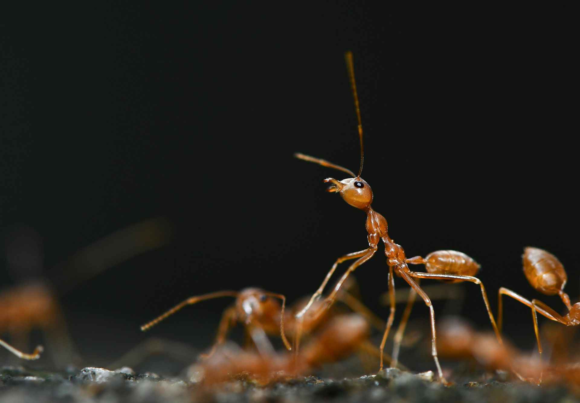 Ants on a dark surface, one standing upright with antennae raised.