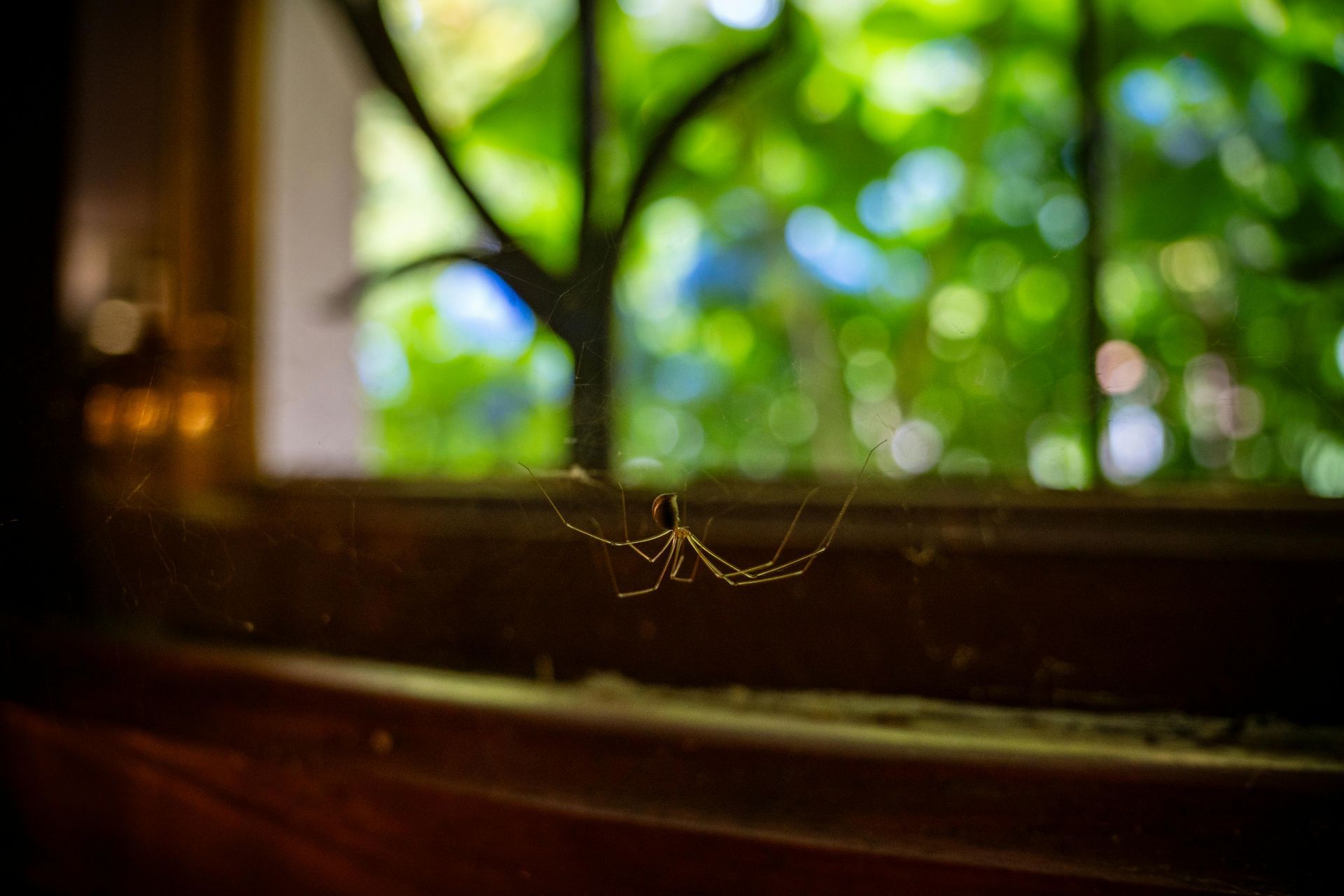 Spider web on a windowsill with a blurred green view outside