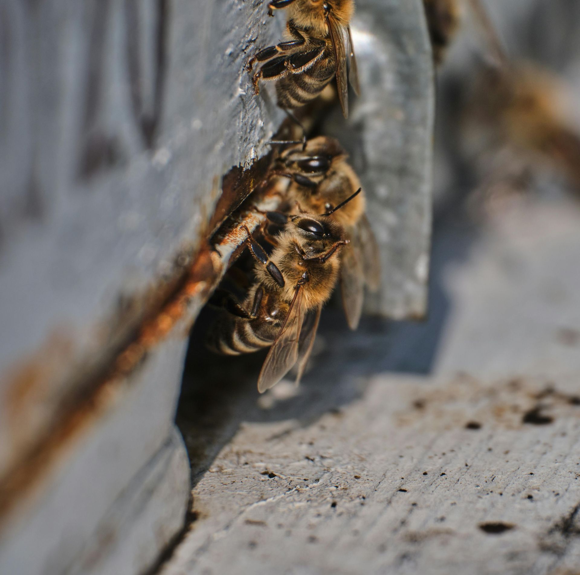 Close-up of two bees crawling on weathered gray wood near a narrow crack