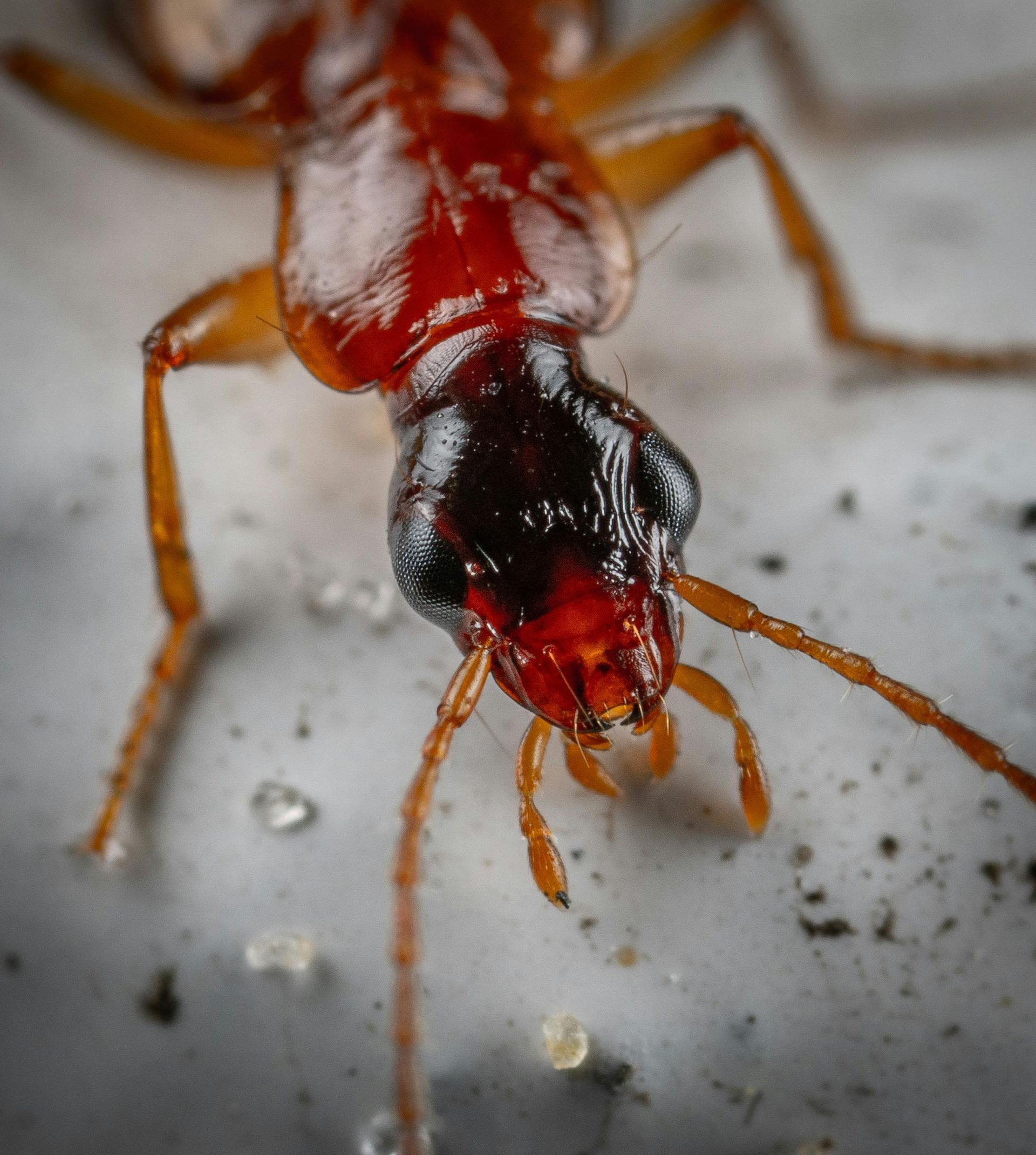 Close-up of a red and black ant on a white surface.