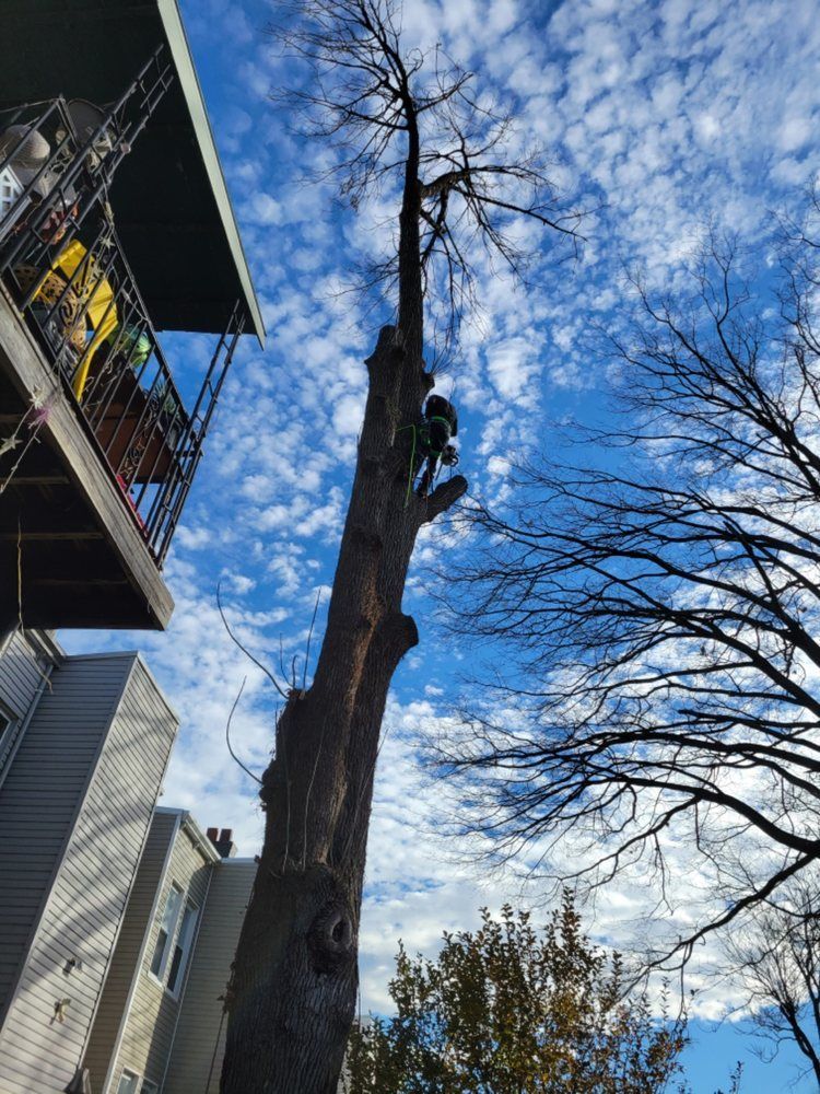 Person climbing a tall bare tree beside a building under a blue, cloudy sky