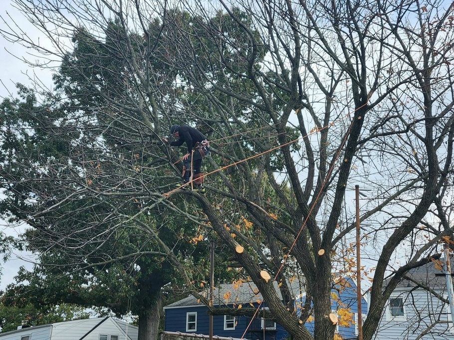 Person trimming a tall tree on a ladder in a residential yard