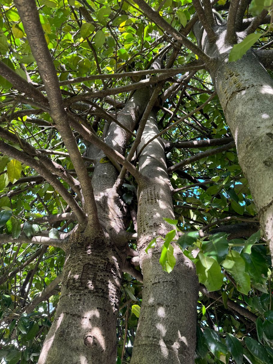 Moss-covered tree trunk and branches with green leaves in a wooded setting