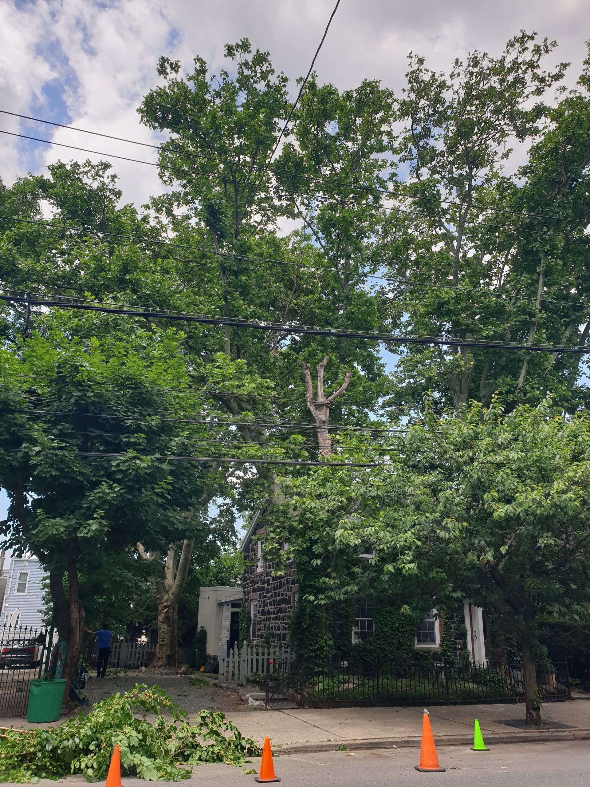 Street view of tall green trees behind orange traffic cones and a parked vehicle on a cloudy day