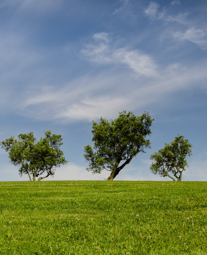 Landscape Of Trees