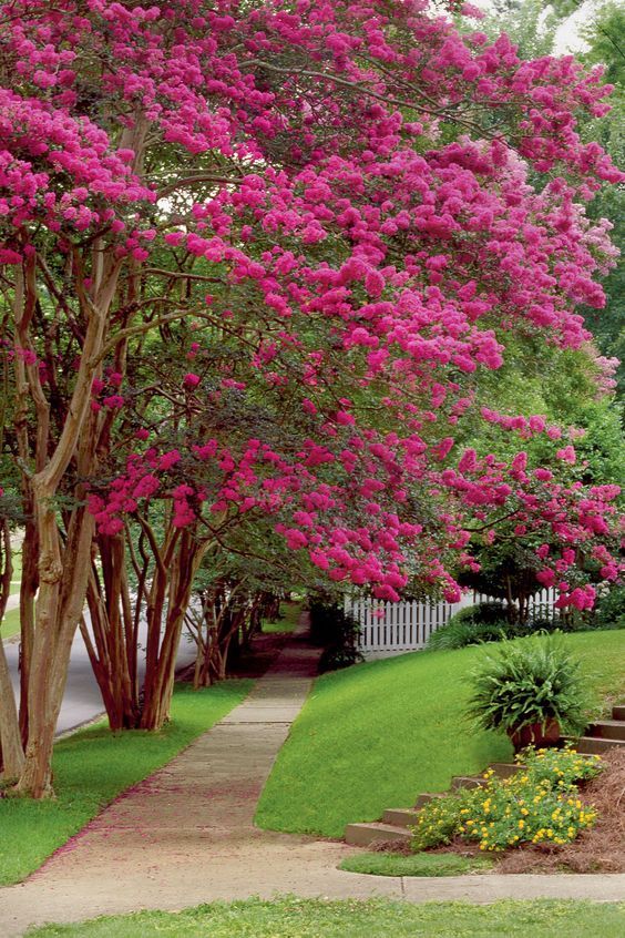 Crepe myrtle trees 