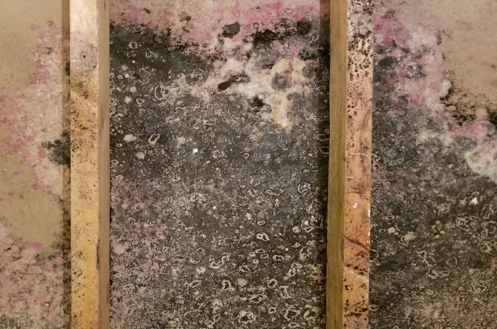 Dirty wall with black mold, peeling pink paint, and exposed wooden studs