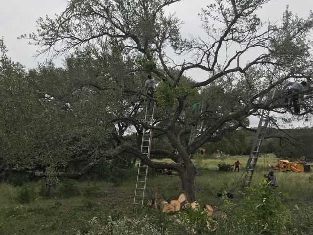 San Antonio Tree Trimming Service Overgrown Tree Trimming