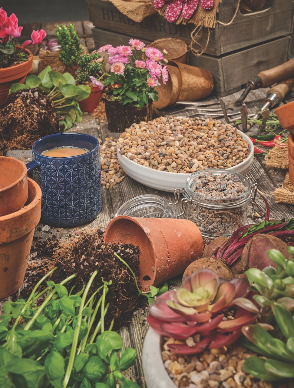 Gardening scene: potted plants, seeds, tools, and a mug of coffee on a wooden surface.