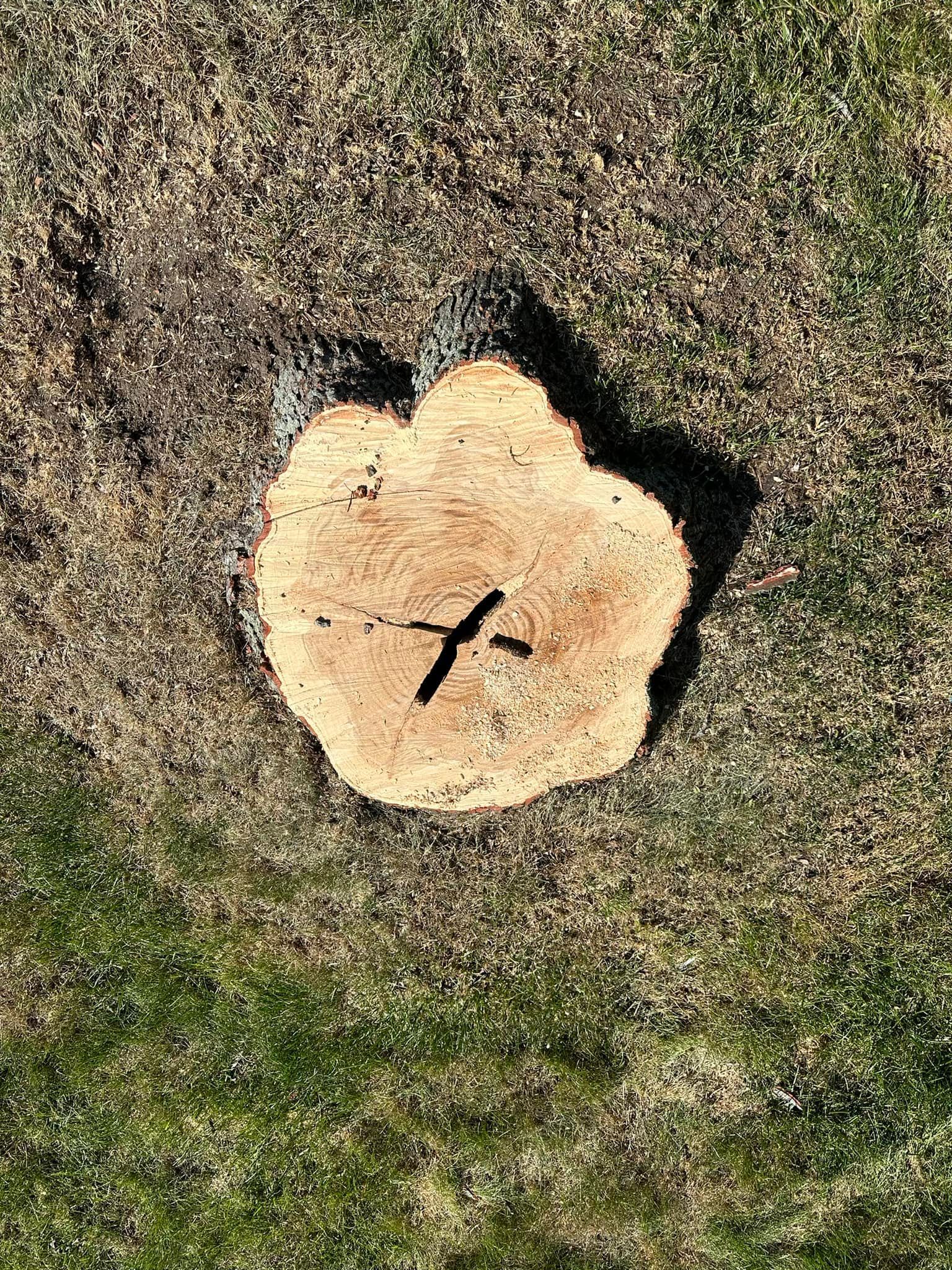 A tree stump is sitting on top of a lush green field.