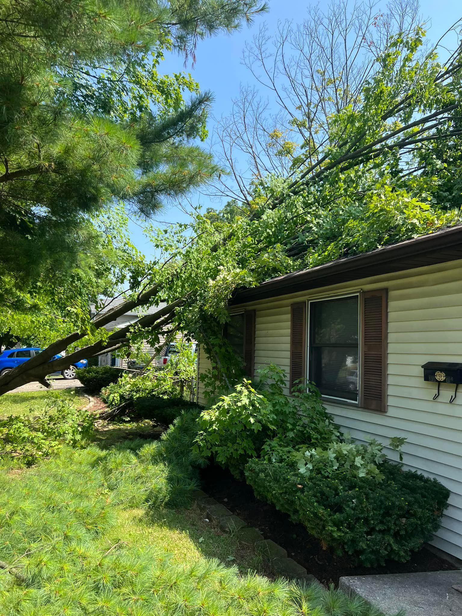 A tree has fallen on the side of a house.