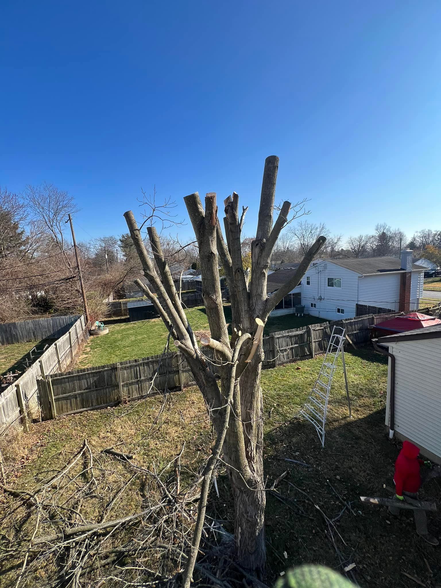 A tree with a lot of branches is in the middle of a yard.