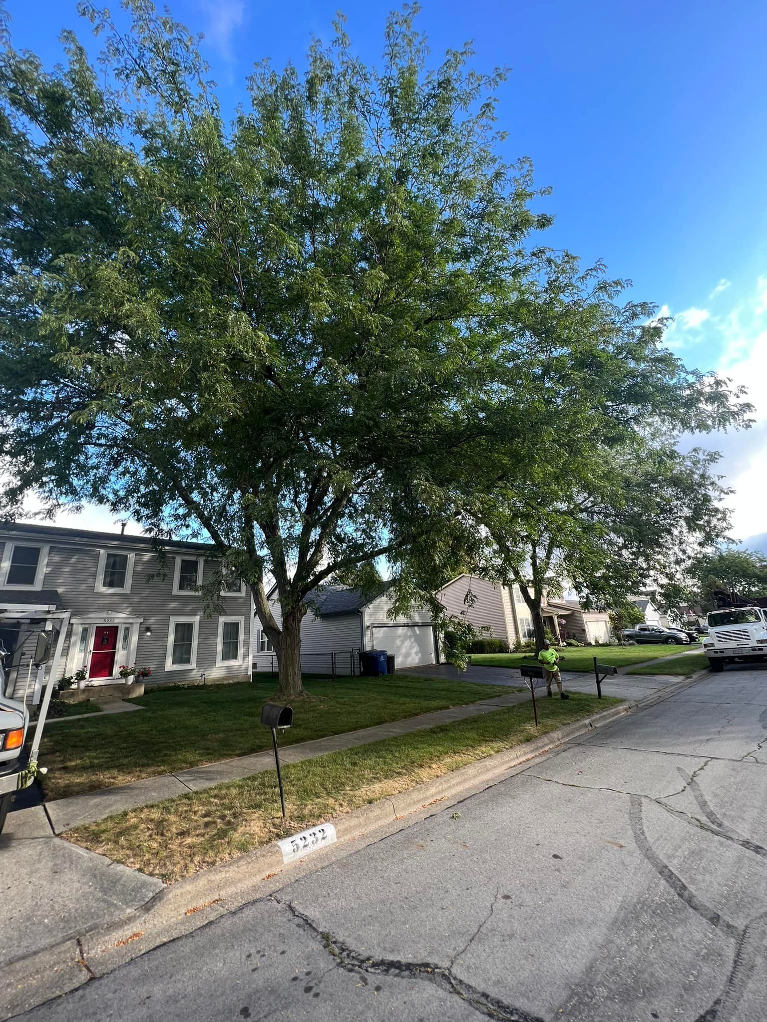 A tree is sitting on the side of the road in front of a house.